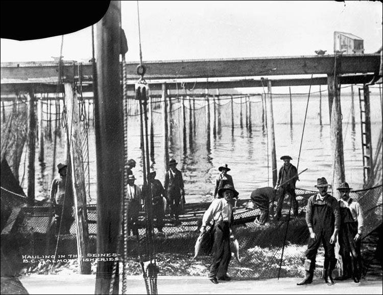 Hissage des seines - pêcheries de saumon (Colombie-Britannique), 1900 à 1925